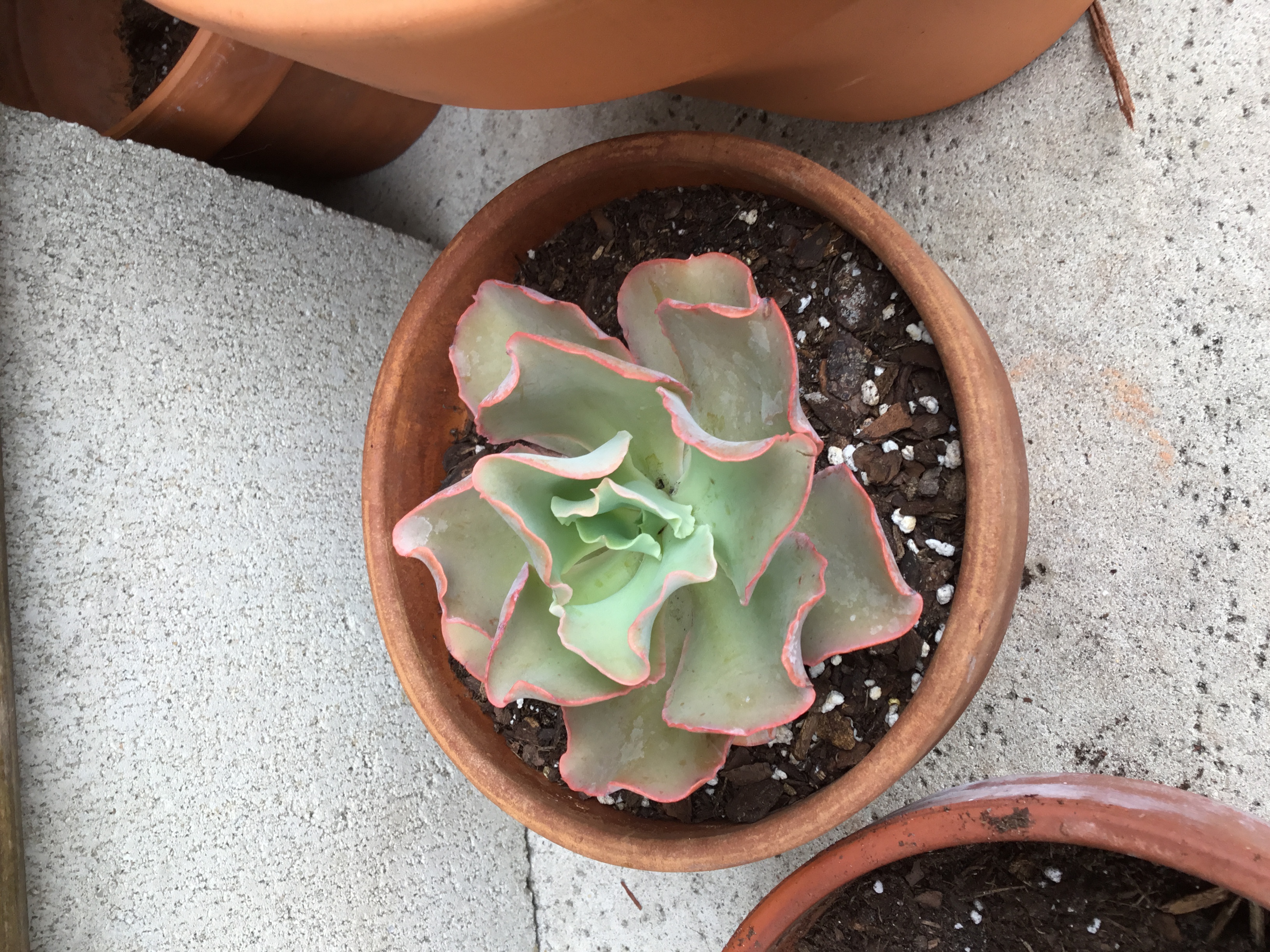 Echeveria Neon Breakers.jpg